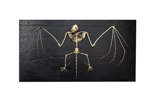 Image description is not available for 1983.32.1